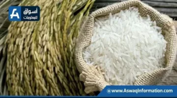 سعر الأرز اليوم الخميس وتأثيره على طن الشعير في الأسواق المحلية